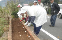チューリップの球根植え
