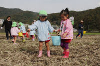 松崎幼稚園中川園の園児が大規模花畑で種まき