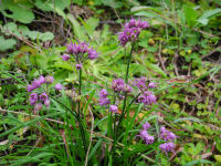 ミヤマラッキョウ