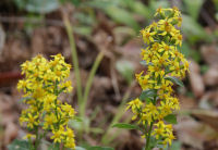 アキノキリンソウ