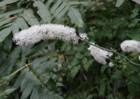 サラシナショウマ