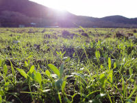 那賀の田んぼをつかった花畑