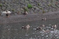 那賀川のカモ