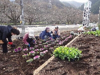 花の会花の苗植え作業