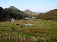 今日の石部棚田