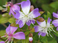 リトルエンジェル