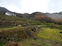 今日の石部棚田