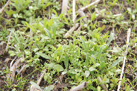 那賀の田んぼをつかった花畑