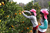 ポンカン狩り