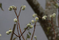 ミツマタの花芽