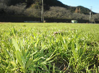 那賀の田んぼをつかった花畑