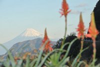 アロエの花と富士山