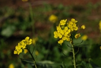 牛原山で咲いていた菜の花