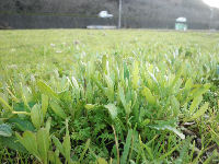 那賀の田んぼを使った花畑