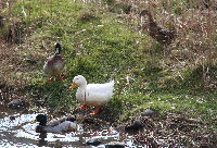 岩科川のアヒル