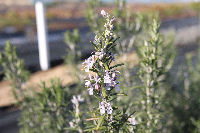 ハーブ実証栽培事業「ローズマリー」