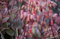 コチョウノマイ