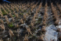 今日の石部棚田