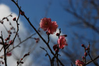 牛原山の梅の花