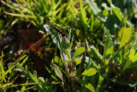 那賀の田んぼをつかった花畑