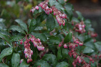 ベニバナアセビ