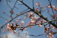 中川建久寺の早咲きの桜