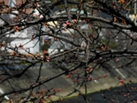 新島橋たもとの桜