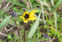 那賀の田んぼをつかった花畑