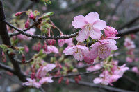 雲見入谷バス停付近の桜