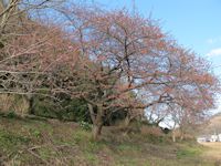 那賀川伏倉土手の早咲きの桜