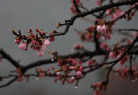 新島橋たもとの桜