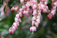 ベニバナアセビ