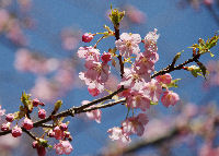 八木山の桜