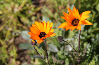 那賀の田んぼをつかった花畑