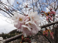 道の駅「花の三聖苑」の桜