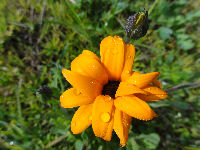 那賀の田んぼをつかった花畑