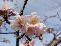 しんしま橋近くの桜