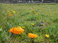 那賀の田んぼをつかった花畑