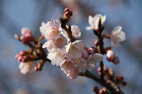 船田橋近くの桜