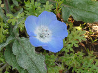 那賀の田んぼをつかった花畑