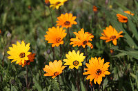 那賀の田んぼをつかった花畑