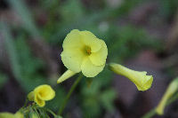 オオキバナカタバミ