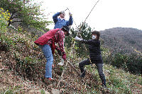 雲見観光協会が河津桜を植栽