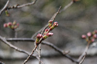 大沢温泉付近の桜