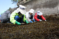 石部地区でひじき刈り