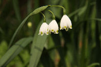 スズランスイセン