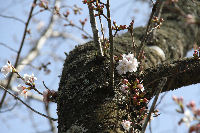 那賀バイパスの桜が開花