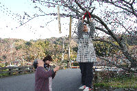 大沢区が俳句の竹短冊設置