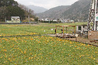 那賀の田んぼをつかった花畑