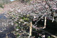 大沢温泉付近の桜